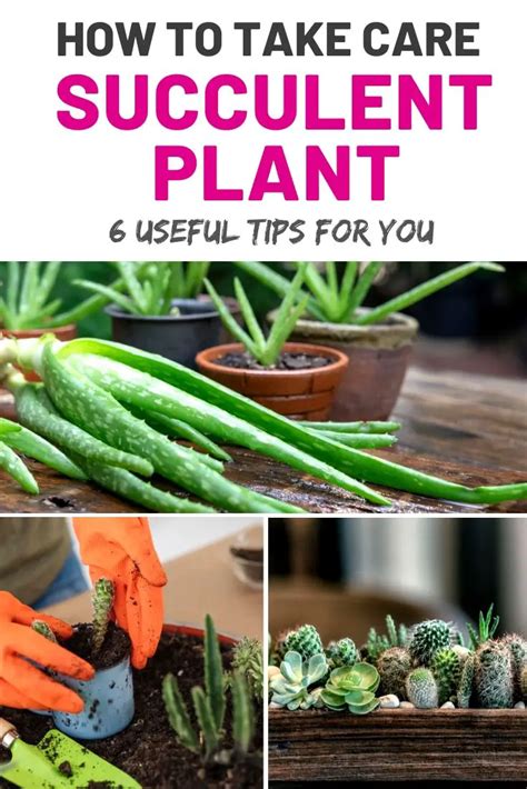 How To Take Care Of Your Succulent Plant Amaze Vege Garden