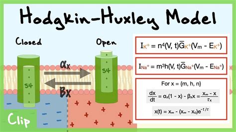 Hodgkin Huxley Model Of Voltage Gated Channels Explained Gating