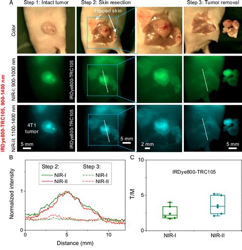 Pdf High Precision Tumor Resection Down To Few Cell Level Guided By