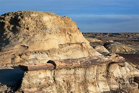 The Petrified Log Photograph by Vivian Christopher - Pixels