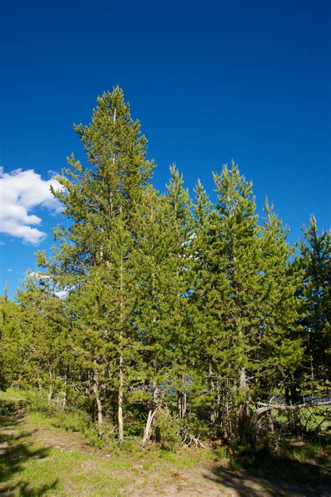 Stand Of Pine Trees Free Stock Photo Public Domain Pictures