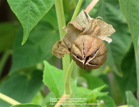 Photo Of The Seed Pods Or Heads Of Hardy Hibiscus Hibiscus Moscheutos