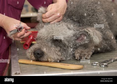 Hungarian Pumi sheepdog at the grooming parlour Stock Photo - Alamy