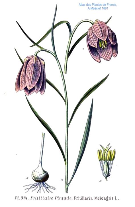 314 Fritillaria Meleagris L Free Stock Illustrations Creazilla