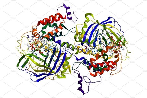 Enzyme Catalase, a very important | Custom-Designed Illustrations ...