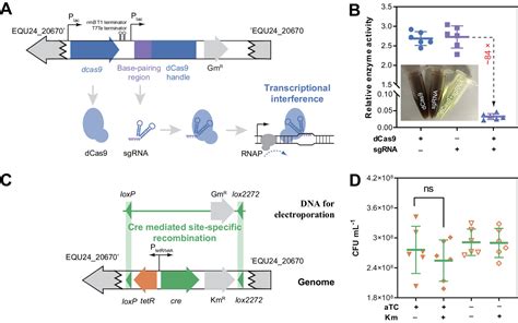 Cre Lox Mediated Crispri Library Reveals Core Genome Of A Type I