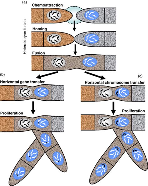 Schematic presentation of heterokaryon anastomosis in filamentous fungi ...