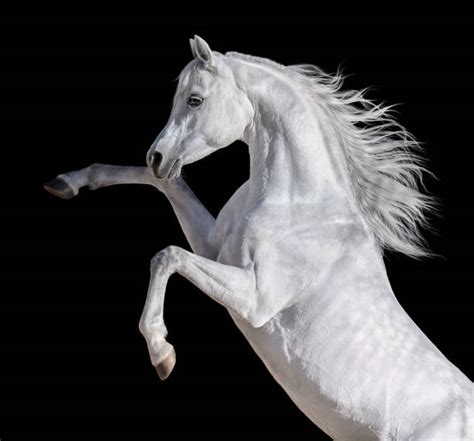 Pure White Arabian Stallion