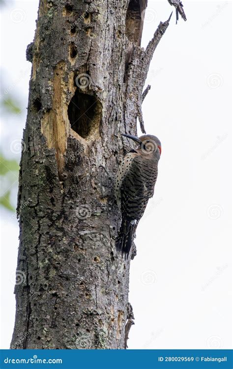 Northern flicker and nest stock image. Image of tree - 280029569