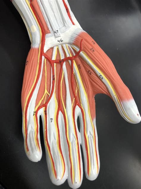 Anterior Hand Muscles Palm Diagram Quizlet