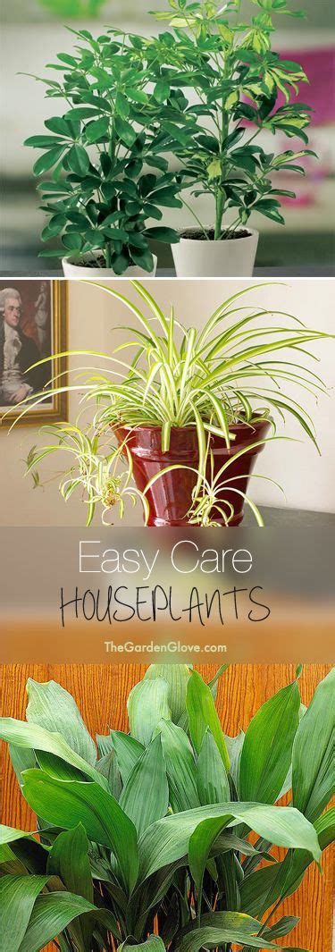 Easy House Plants Anyone Can Grow • The Garden Glove Easy Care Houseplants Plants Indoor Plants