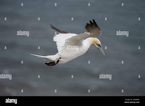 Northern Gannet Morus Bassanus An Adult Plumaged Bird In Flight Using