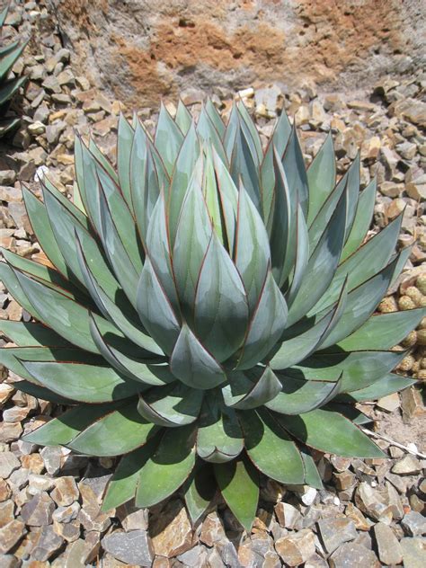 Jenny Smith Gardens Plant Of The Month Agave Ocahui X Attenuata