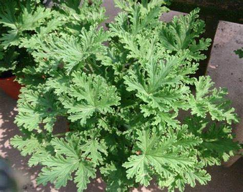 Citronella Mosquito Plant Pelargonium Citrosum 4” Pot The Flower Pot Nursery