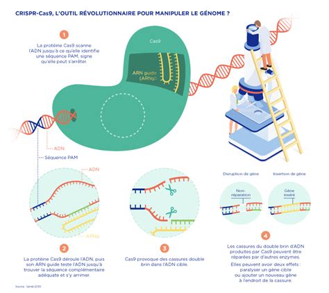 CRISPR Cas9 loutil révolutionnaire pour modifier le génome Leem