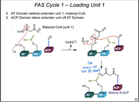 And Malonyl Acetyl Coa Co Aa