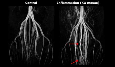 Ultra High Field MRI Murine Imaging Bruker