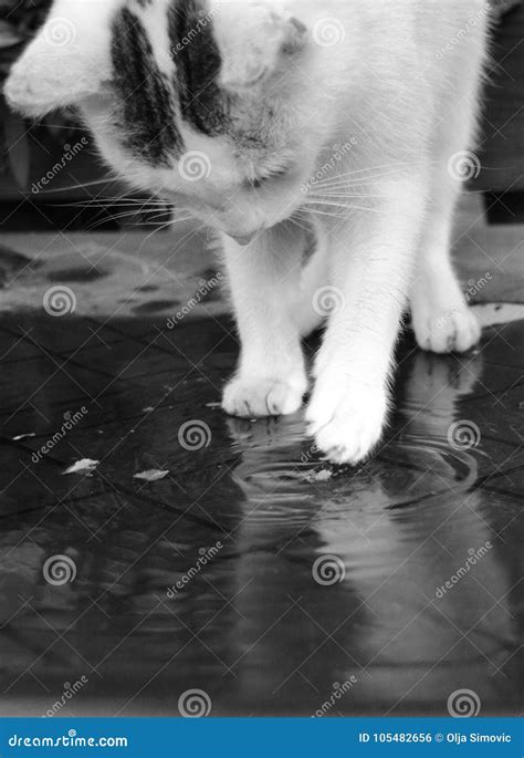 Cat is Playing in the Water Stock Photo - Image of color, reflection ...