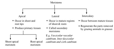 Compare the three types of meristems with diagram - Science - Tissues ...