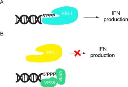 Vp Inhibits Ifn Production By Sequestering Viral Rna A Rig I Is