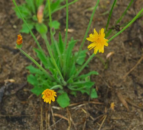 Meadow Hawkweed Hieracium Caespitosum Woodman Lake Sand Flickr