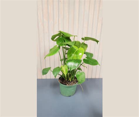 Monstera Deliciosa Plant, 4" Pot | Ship My Plants