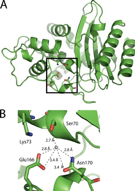Enzyme Structure Active Site 