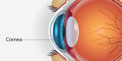 Cornea Anatomy: Layers, Function & Treatment