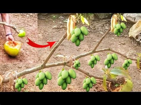 Amazing Method Growing Mango Tree Using Guava Fast And Easy Techniques