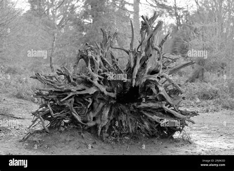 Fallen tree roots in black and white Stock Photo - Alamy