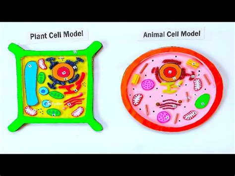 Animal Cell Model