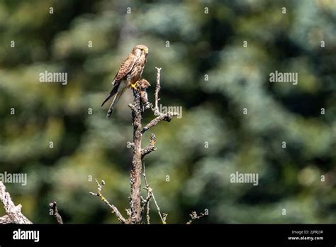 Common Kestrel Falco Tinnunculus Adult Bird Female With Captured