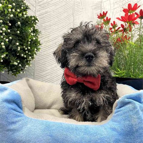 Schnoodle Puppy for sale - Heart String Healthy Puppies