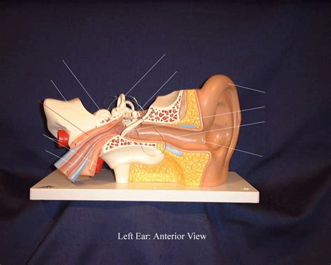 Anterior Ear Diagram Quizlet