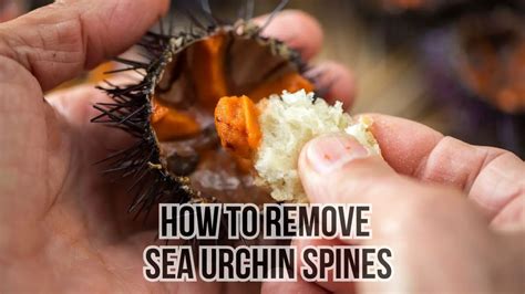 How Does Temperature Affect Sea Urchins Major Impacts