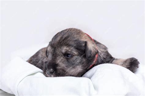 How Long Does A Miniature Schnauzer Puppy Sleep