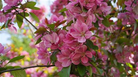 Growing Caring For Crabapple Trees Easy To Follow Tips For Beginners