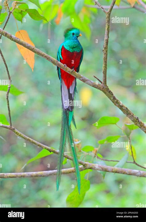 Quetzal Quetzals Bird Of The Gods Birds Of The Gods Endangered