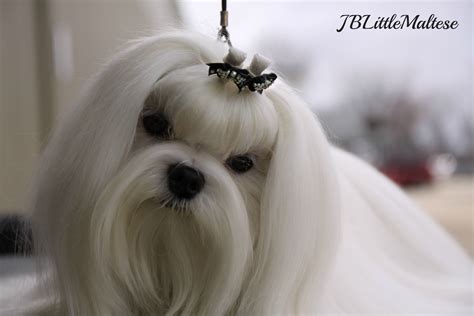 Champion Maltese male CAN CH Amplua Bow Wow! Purebred show Maltese of ...