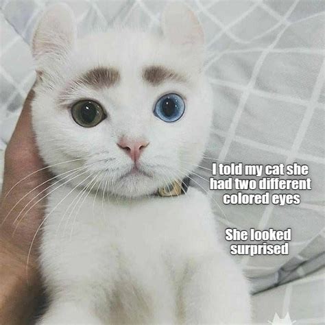 Beautifully Surprised Lolcats Lol Cat Memes Funny Cats Funny Cat Pictures With Words