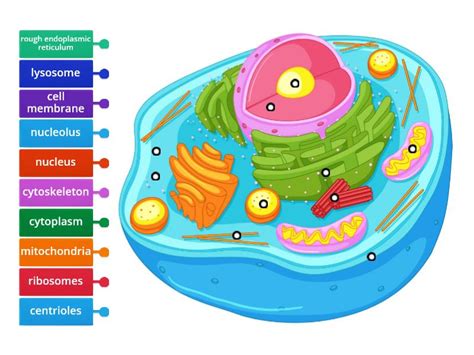 Label the animal cell - Labelled diagram