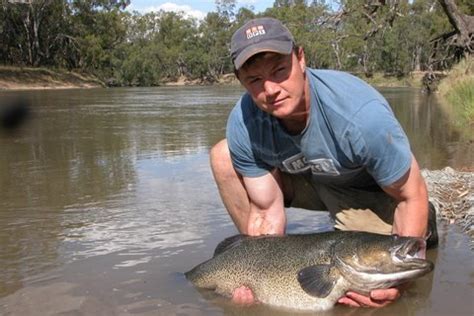 Season Ends For Murray Cod Crayfish Fishing World Australia