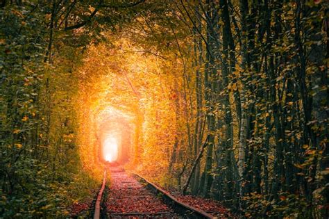 Premium Photo | Golden autumn trees tunnel with old railway tunnel of ...