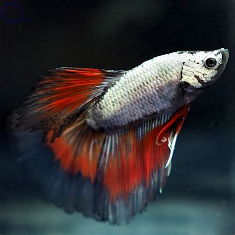 Kampffisch Halfmoon Red Copper Betta Splendens Aquapro