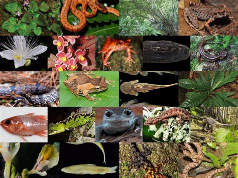 Unbelievable Facts About Biological Diversity Facts Net