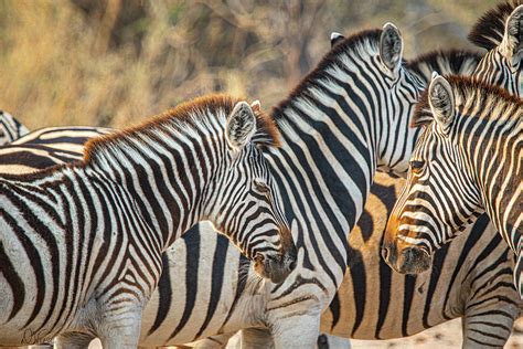 African Zebras Photograph by Denise Wiese - Fine Art America