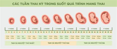 Sự hình thành và phát triển của thai nhi trong bụng mẹ YouMed