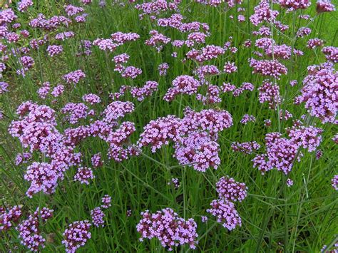 Verbena bonariensis - Riverside Garden Centre