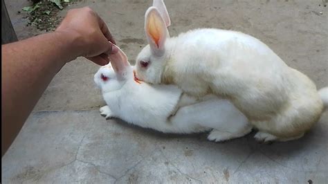 Mating Rabbit Assisted Is A Successful Breeding Youtube