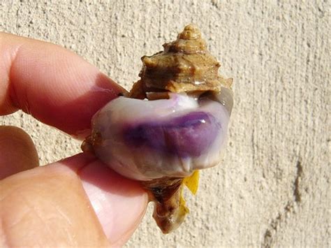 Smelly Snails And Deep Purple This Ancient Dye Costs